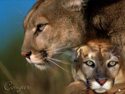 Cougar